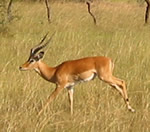 Gazelle Photo