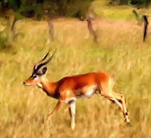 Gazelle Painting